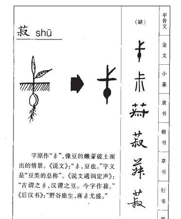 菽是什么意思怎么读：菽怎么读