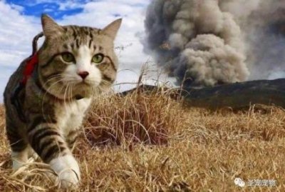 ​狗子智商第一是哪位？狗的智商第一名