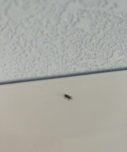 ​室内小蠓虫怎样去除,房间有小虫子怎么处理图片