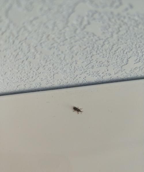 房间有小虫子怎么处理图片