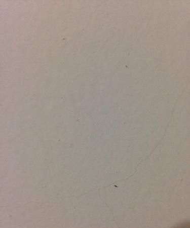 家里的小蠓虫怎么来的?怎么消灭?