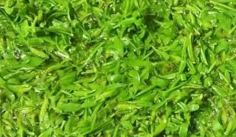 柳树芽怎么吃,柳树芽怎么做好吃,长期吃可以吗?图3