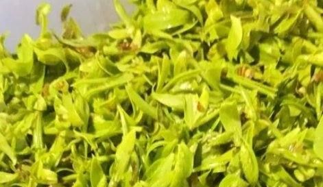 柳树芽怎么吃,柳树芽怎么做好吃,长期吃可以吗?图2