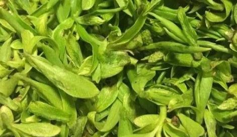 柳树芽怎么吃,柳树芽怎么做好吃,长期吃可以吗?图1