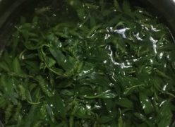 柳树芽怎么吃,柳树芽怎么做好吃,长期吃可以吗?图12