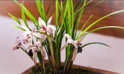 ​兰花怎么种植？注重“5个细节”，根系发达，新芽多，养出精品兰花