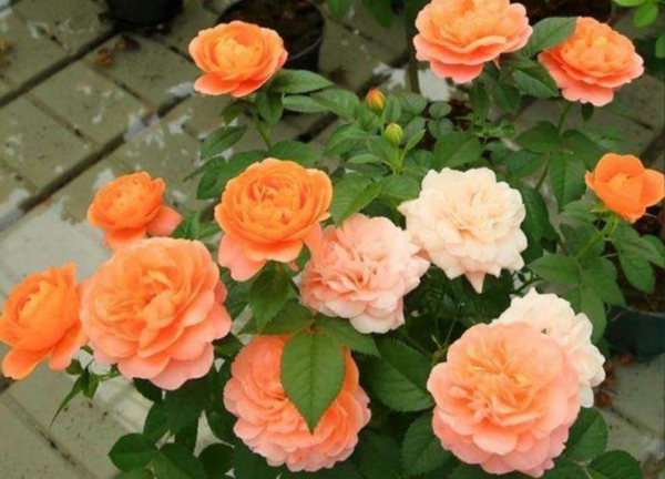 什么花一年四季都开花,一年四季都盛开的花有哪些?图7