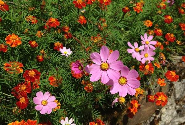 什么花一年四季都开花,一年四季都盛开的花有哪些?图10