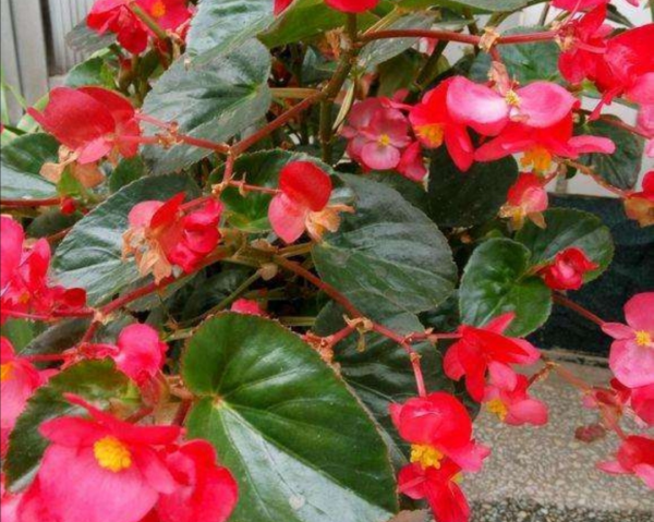 什么花一年四季都开花,一年四季都盛开的花有哪些?图3