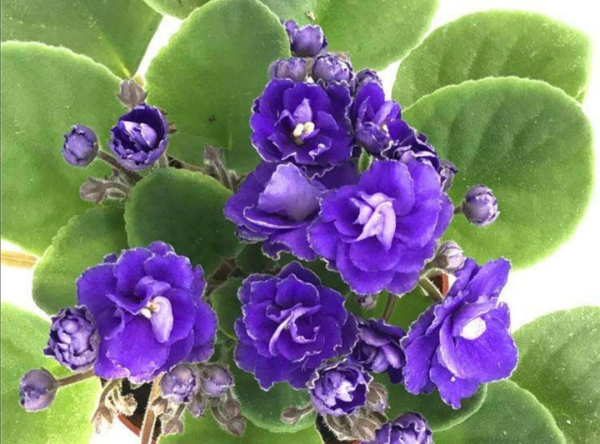 什么花一年四季都开花,一年四季都盛开的花有哪些?图5