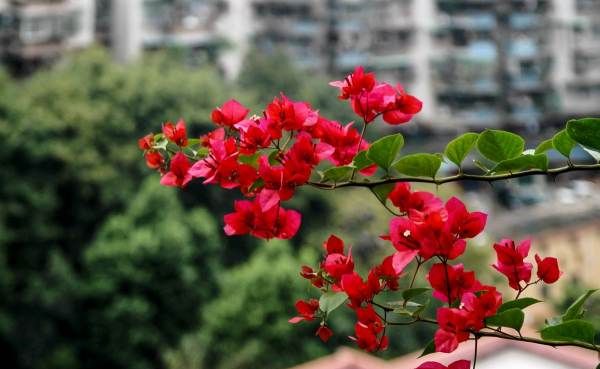 什么花一年四季都开花,一年四季都盛开的花有哪些?图9