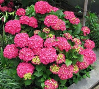 ​什么花一年四季都开花,一年四季都盛开的花有哪些?