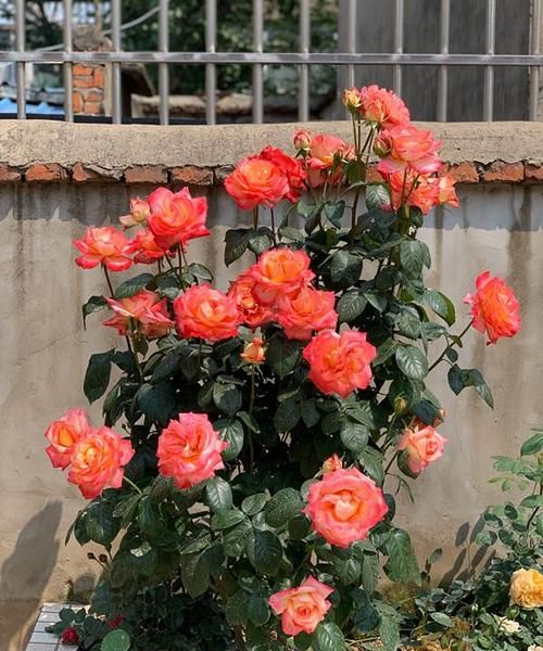 有什么花一年四季开花又好养的呢南方