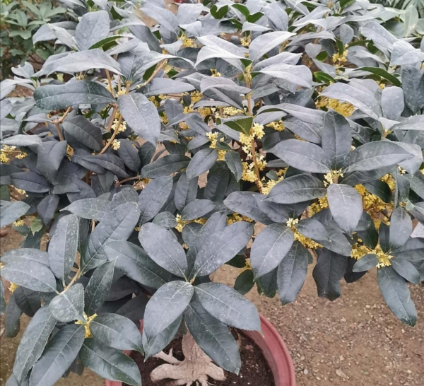 什么花一年四季都开花,一年四季都盛开的花有哪些?图6