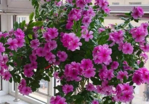 什么花一年四季都开花,一年四季都盛开的花有哪些?图4