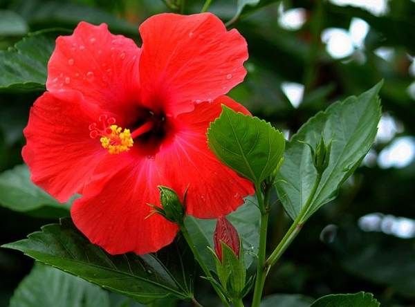 什么花一年四季都开花,一年四季都盛开的花有哪些?图8