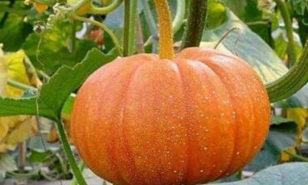 真假贝贝南瓜区分,贝贝小南瓜为什么有点苦图1