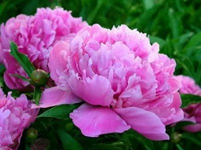 ​分享图片，50款顶级绝美花朵。