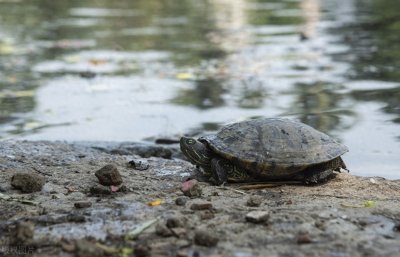 ​印度棱背龟是什么龟，印度棱背龟全方位科普介绍，带咖喱味的龟