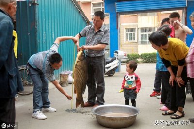 ​“解密”黄河鲤鱼的特征及垂钓的五个技巧，助你判别真伪