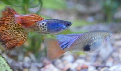 ​如何减少水族箱中的寄生虫