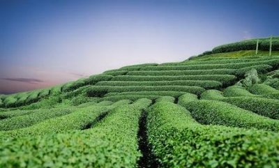 ​减肥喝绿茶还是红茶好(喝茶真的可以刮油减肥吗)