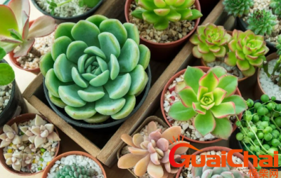 ​为什么你的多肉总是养不活？多肉的正确养殖方法在这里！快来收藏！