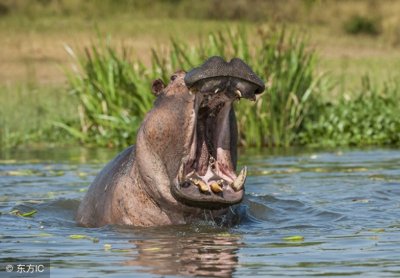 ​河马用英语该怎么说？