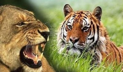 ​狮子有多少种类 狮子老虎哪个更厉害（老虎厉害）