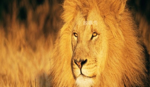 网络图片(侵删)