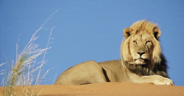 网络图片(侵删)