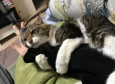 ​粘人的猫咪品种（建议穷人养的10种猫）