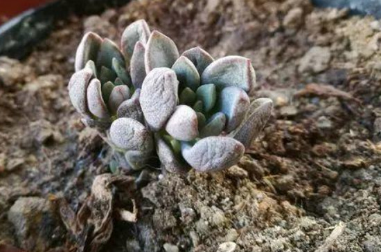 多肉蔫了怎么回事(图2)