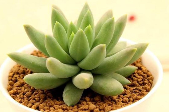 多肉蔫了怎么回事(图3)