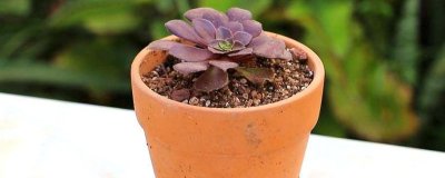 ​多肉蔫了怎么回事