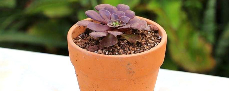 多肉蔫了怎么回事(图1)