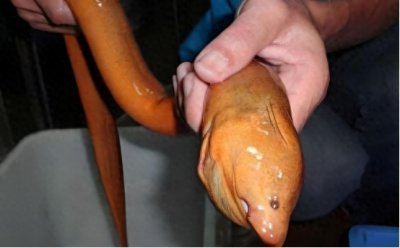 ​老人言“穷死不吃望月鳝”，啥是“望月鳝”？真的不能吃吗？