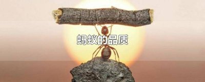 ​昆虫记中红蚂蚁的品质 一块奶酪小蚂蚁的品质