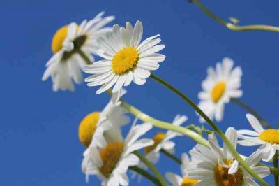 ​搞笑吃鸡网名