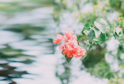 ​开心快乐没有烦恼的名字(精选84个)