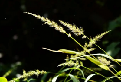 ​跟圣诞节有关的名字(共45个)