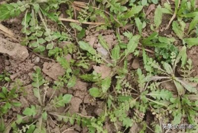 ​人称“假荠菜”，名称中含“糖”却是很苦的野菜，你知道是什么吗