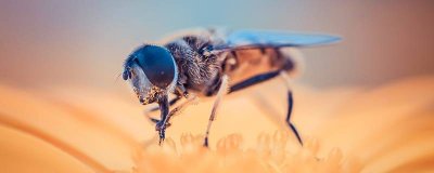 ​小蜜蜂的辨味方法 小蜜蜂是不是