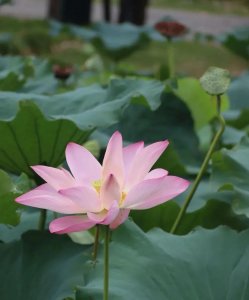 ​山海经里好听的名字（推荐6个温柔雅静适合女生的名字）