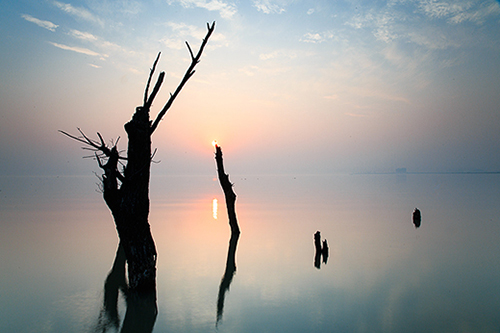 蓝玫瑰唯美句子18句