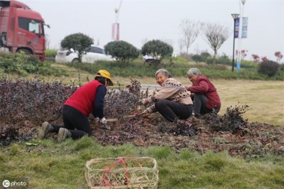 ​热爱绿植的广告语摘抄