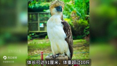 ​食猴暴君：先啄猴眼再爆头，食猿雕的捕食手段有多恐怖？