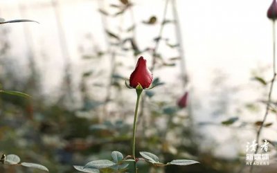 ​余光中专属情话（分享10句余光中笔下的绝美情话句子）