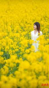 ​“油菜花儿开  三湘等您来” 2023湖南油菜花节盛大启幕