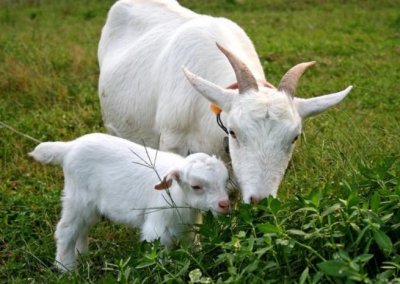 ​羊不吃草呆立没有精神怎么治？羊不吃食怎么治疗？本文有详细步骤